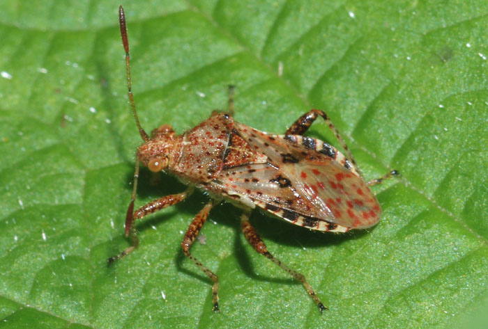 Rhopalidae: Rhopalus subrufus dell''Austria